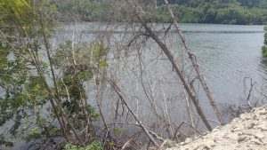 Pembangunan Jalan Lingkar Talaga Nusliko Puluhan Mangrove Turut Korban