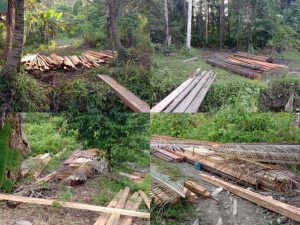 Hutan Halmahera Terancam: Bisnis Haram Kayu Merajalela, Negara Diam Meski Merugi!