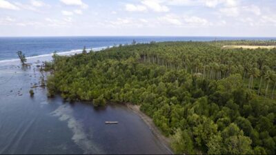 Rehabilitasi Mangrove, Kemenko Marves Apresiasi Konsistensi Harita Nickel Lestarikan Kawasan Pesisir Halmahera Selatan