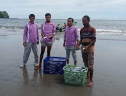 Bere-bere Kecil di Morotai Jaya Memimpin Indeks Ketahanan Pangan