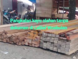 Pangkalan Kayu Ilegal di Lelilef Woebulen Merajalela, Balai Biarkan Negara Merugi